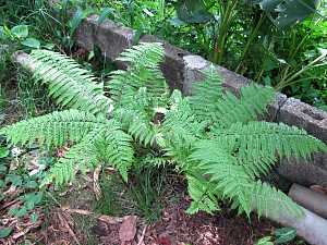 Pteris tripartita_1 Quincy Village.JPG